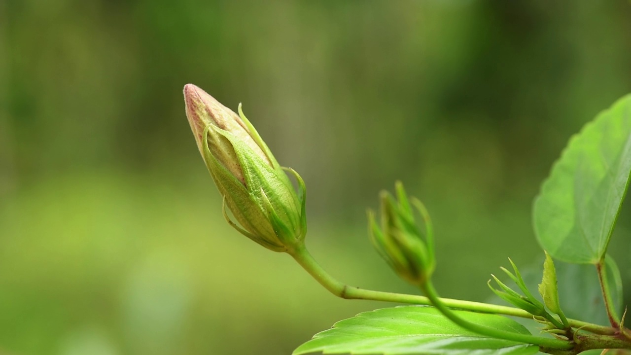 红色芙蓉花蕾视频素材画面4