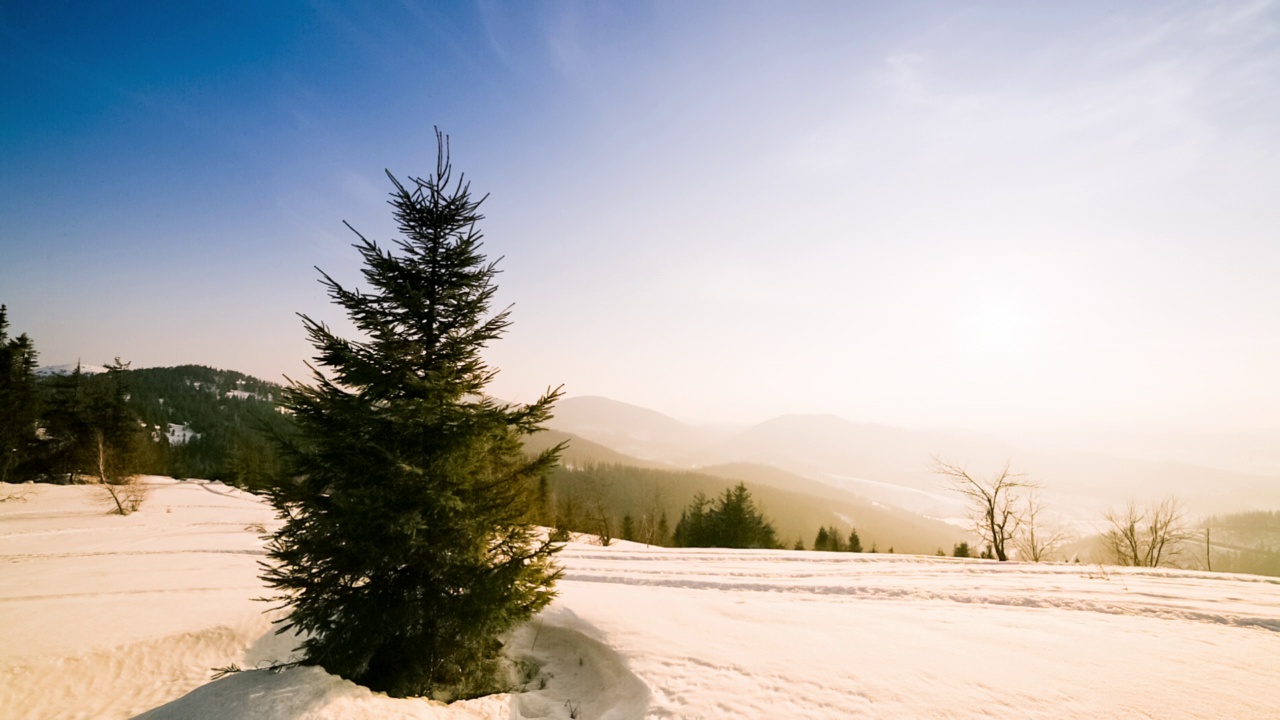 美丽的冬季山景。太阳从被雪覆盖的冷杉树枝上钻了出来。地面和树木都覆盖着一层厚厚的新鲜蓬松的雪视频素材