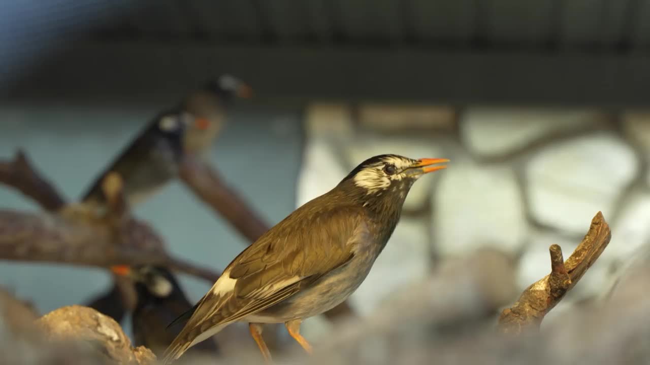 灰色椋鸟观赏鸟特写视频素材