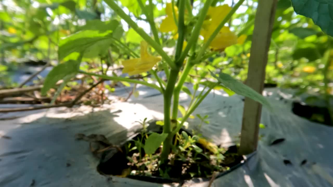 开花的黄瓜果实植物，种植在田间视频素材