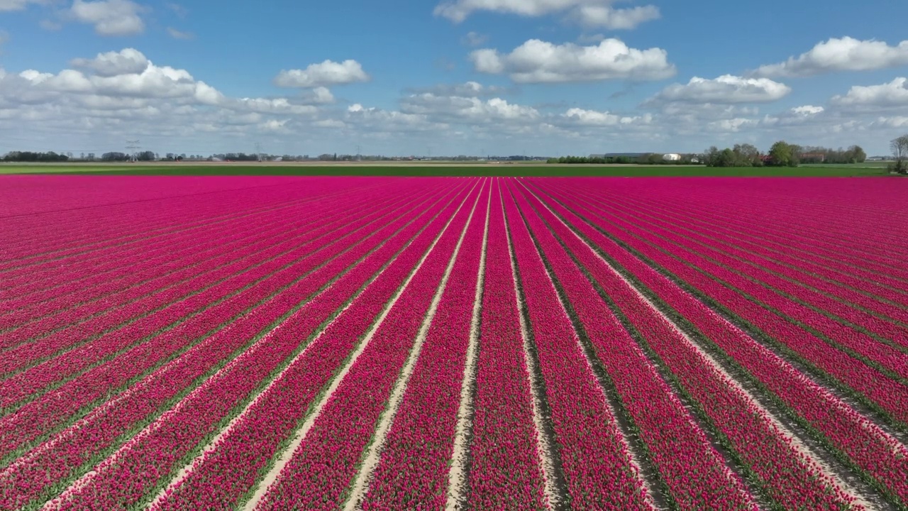 野外无人机拍摄的郁金香视频素材画面3
