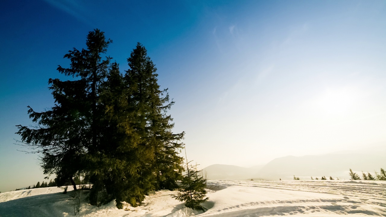 美丽的冬季山景。太阳从被雪覆盖的冷杉树枝上钻了出来。地面和树木都覆盖着一层厚厚的新鲜蓬松的雪视频素材