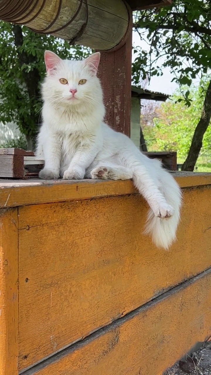 可爱的毛茸茸的猫长着一条长长的尾巴坐在一口古井上。视频素材