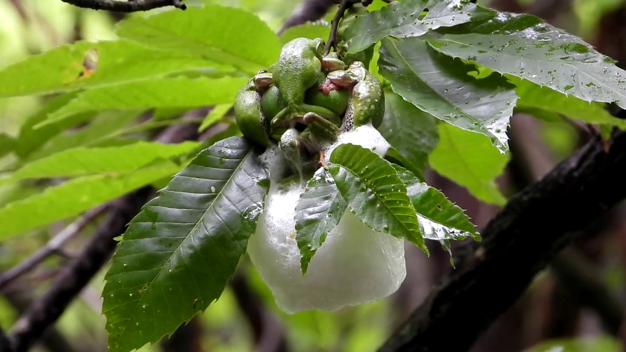森林绿树蛙在产卵季节视频素材画面4