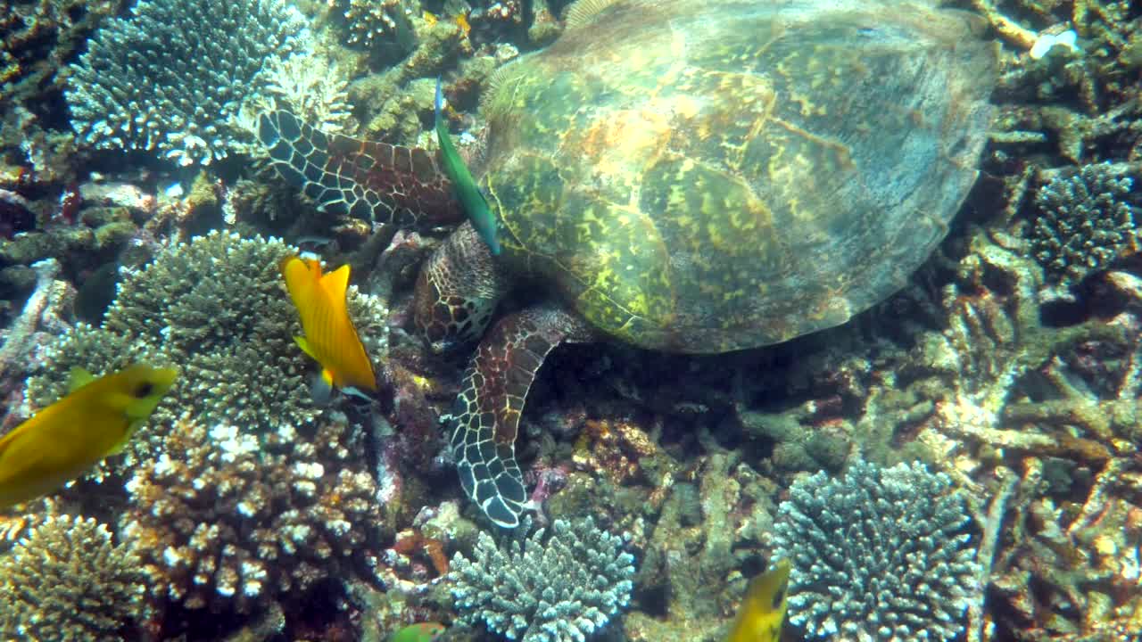 玳瑁海龟在蔚蓝的海水中慢慢游过阳光，试图在珊瑚礁上寻找食物。潜水对野生动物。水下海洋生物野生热带海龟视频素材