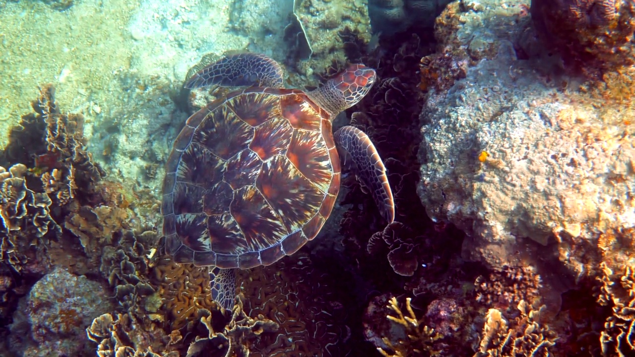 玳瑁海龟在珊瑚礁背景下的蓝色海洋中滑翔。鹰喙海龟游泳在深蓝色的海洋。野生海龟的水下视频。潜水的时候。视频素材