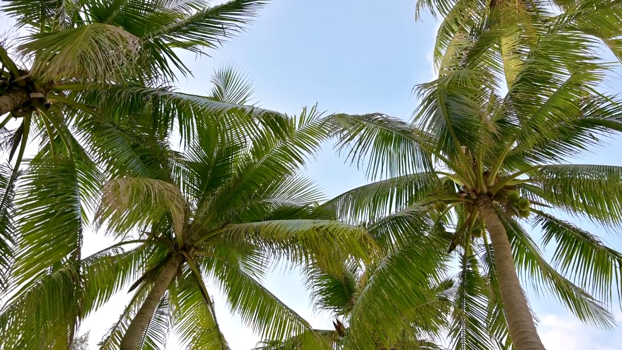 夏天的椰叶随风摇曳。视频素材