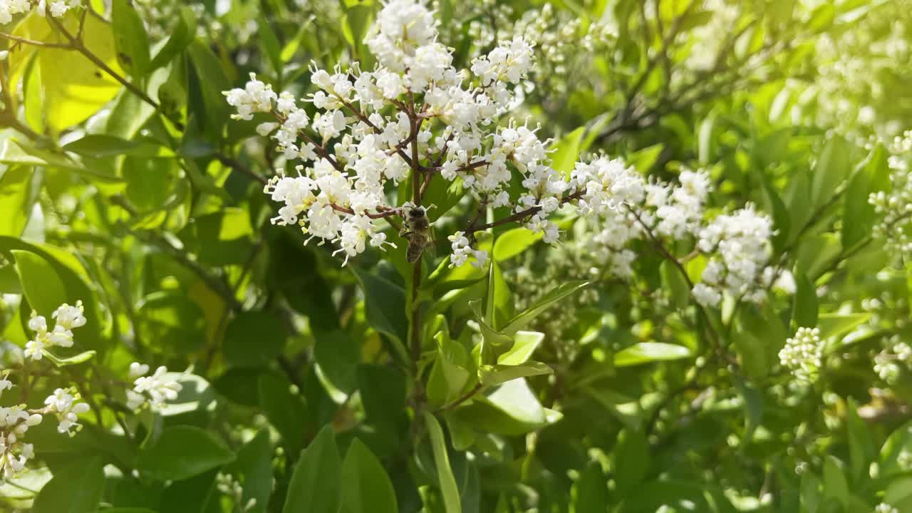 蜜蜂在自然界的花朵上视频素材