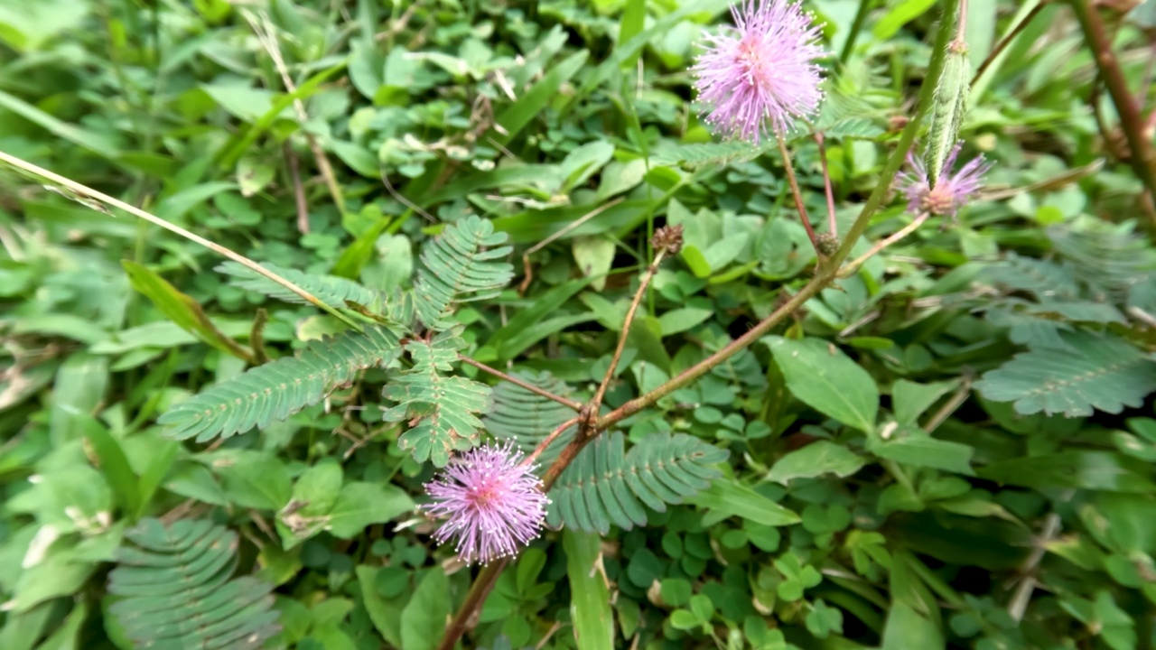 沙米草或含羞草有小叶子，触摸时会闭合，花朵是粉红色的圆形视频素材