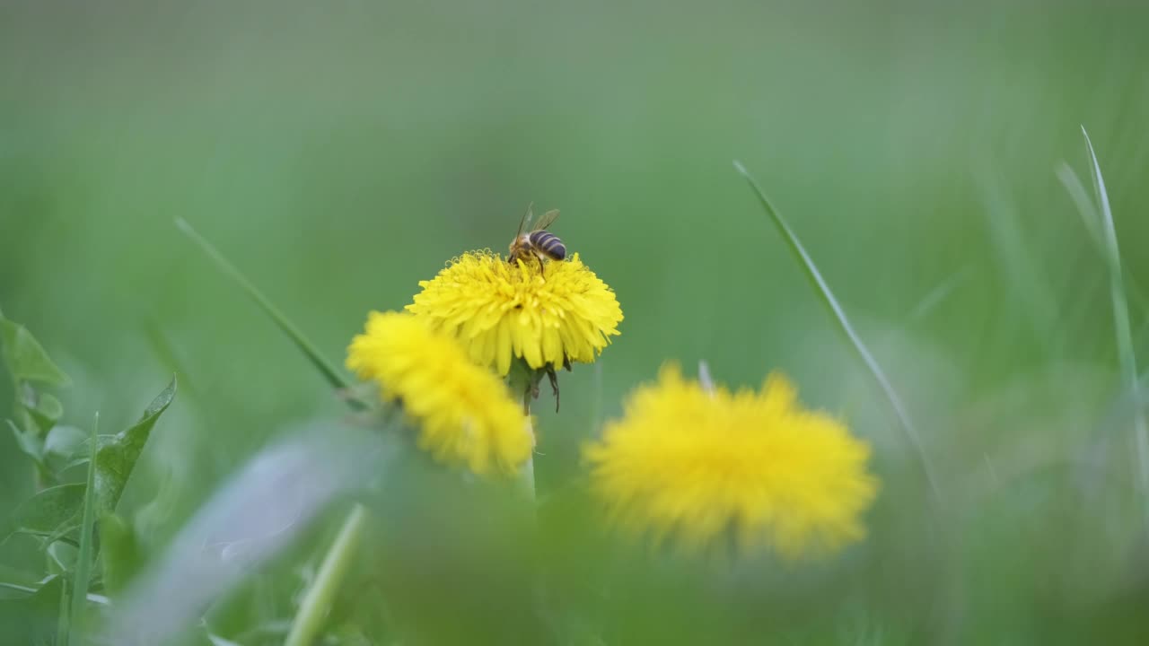 在绿色的阳光明媚的花园里，夏天的草地上，蜜蜂在黄色的蒲公英花朵上采集花蜜视频素材