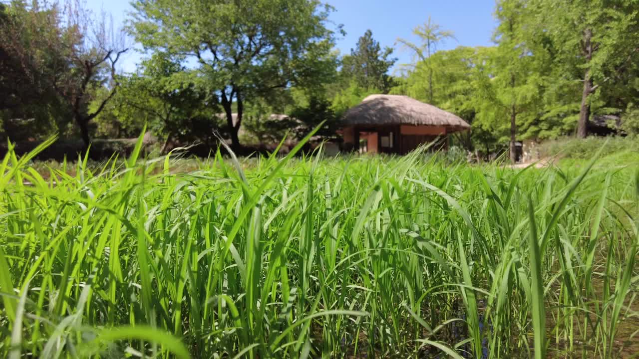 韩国民俗村的水稻种植和耕地/龙仁市，京畿道，韩国视频素材