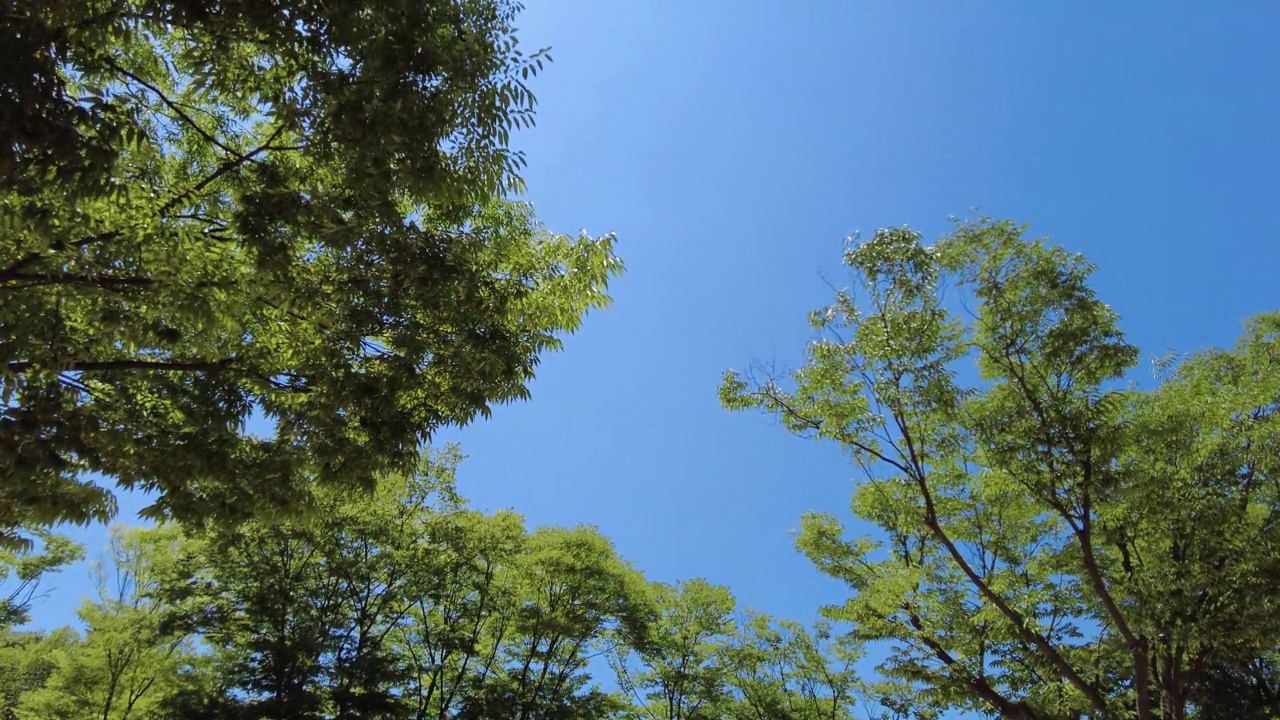 公园，森林，树木和自然的风景/龙仁市，京畿道，韩国视频素材