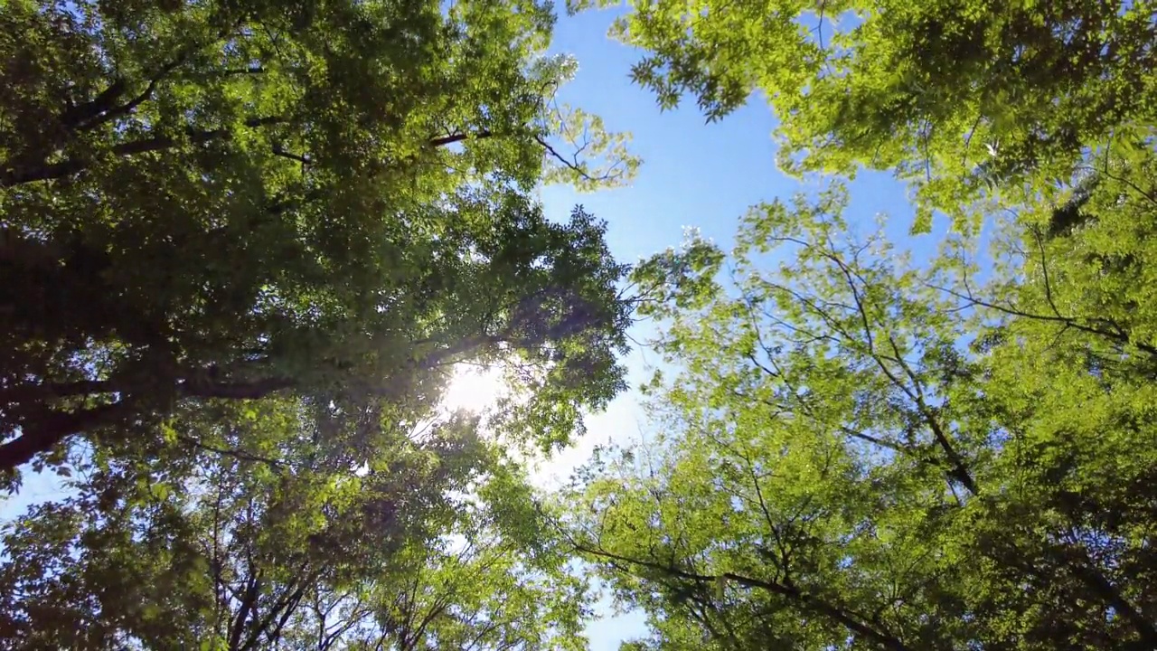 公园，森林，树，太阳和自然的风景/龙仁市，京畿道，韩国视频素材