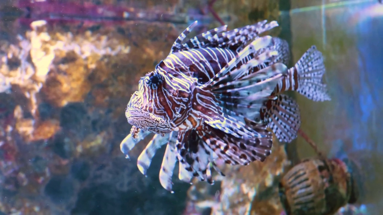 水族馆里的斑马鱼视频素材