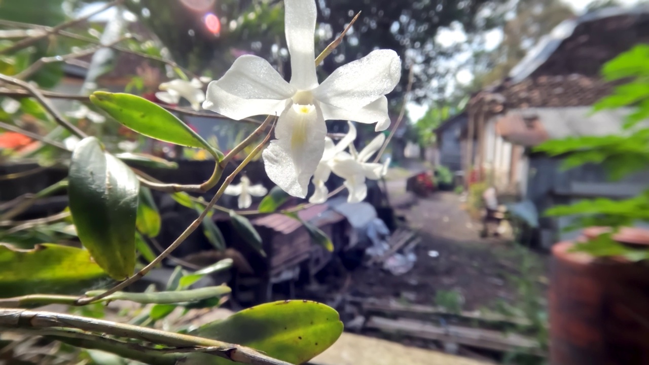 那些正在盛开的迷你兰花，小白花芳香扑鼻视频素材