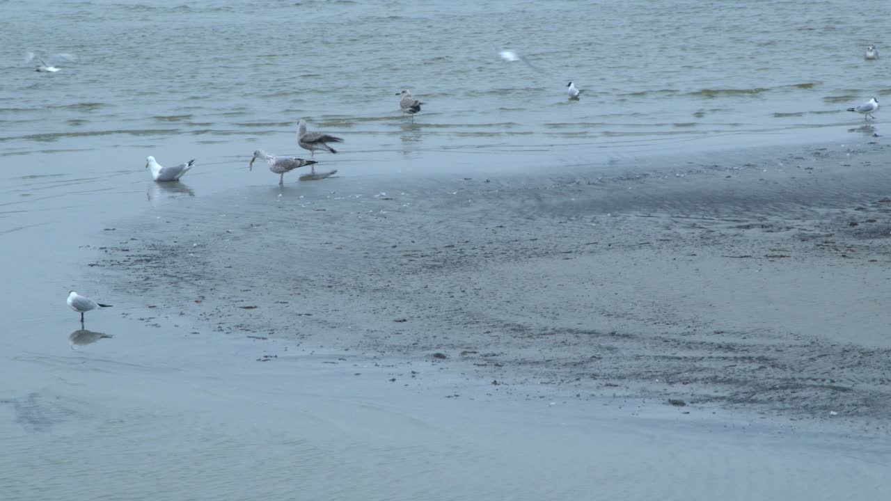 日落时的4k自然海岸景观和在海滩上散步的海鸥鸟的野生动物场景。视频素材