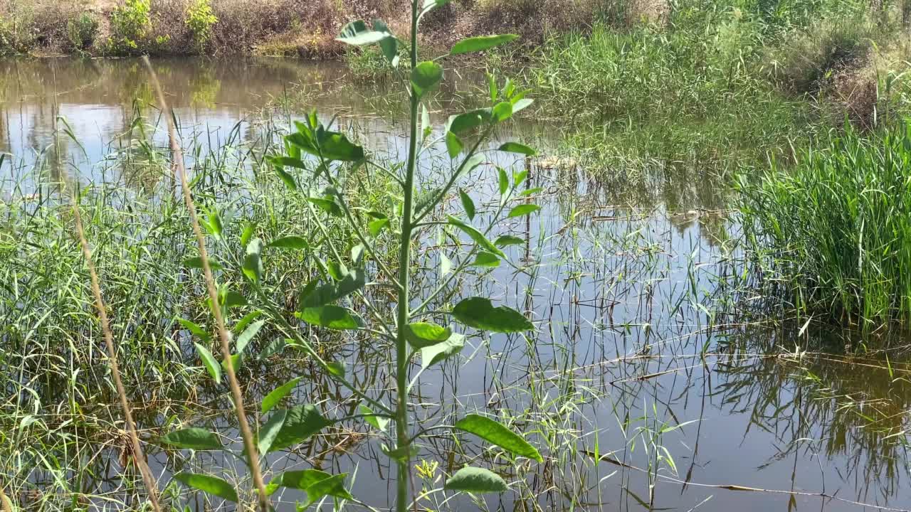 死水和野生植被视频素材