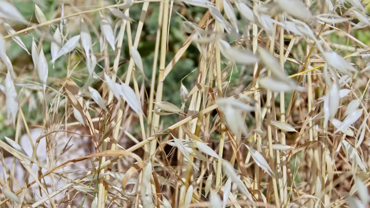 干燥的植物在夏天的风中摇摆视频素材