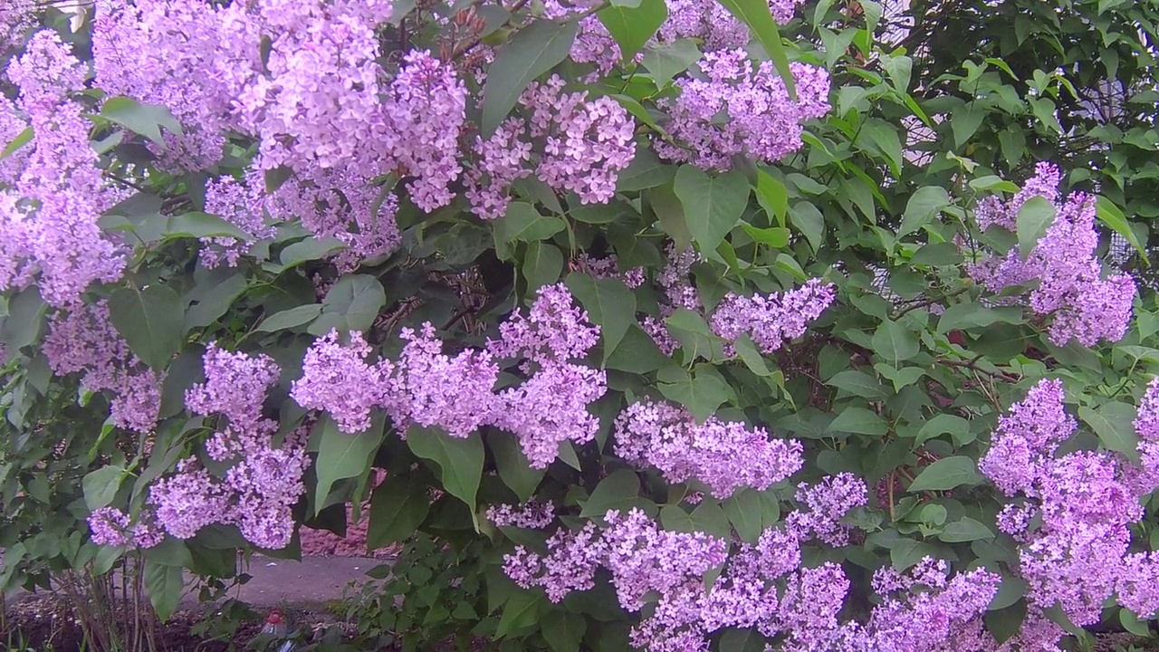 淡紫色的花视频素材