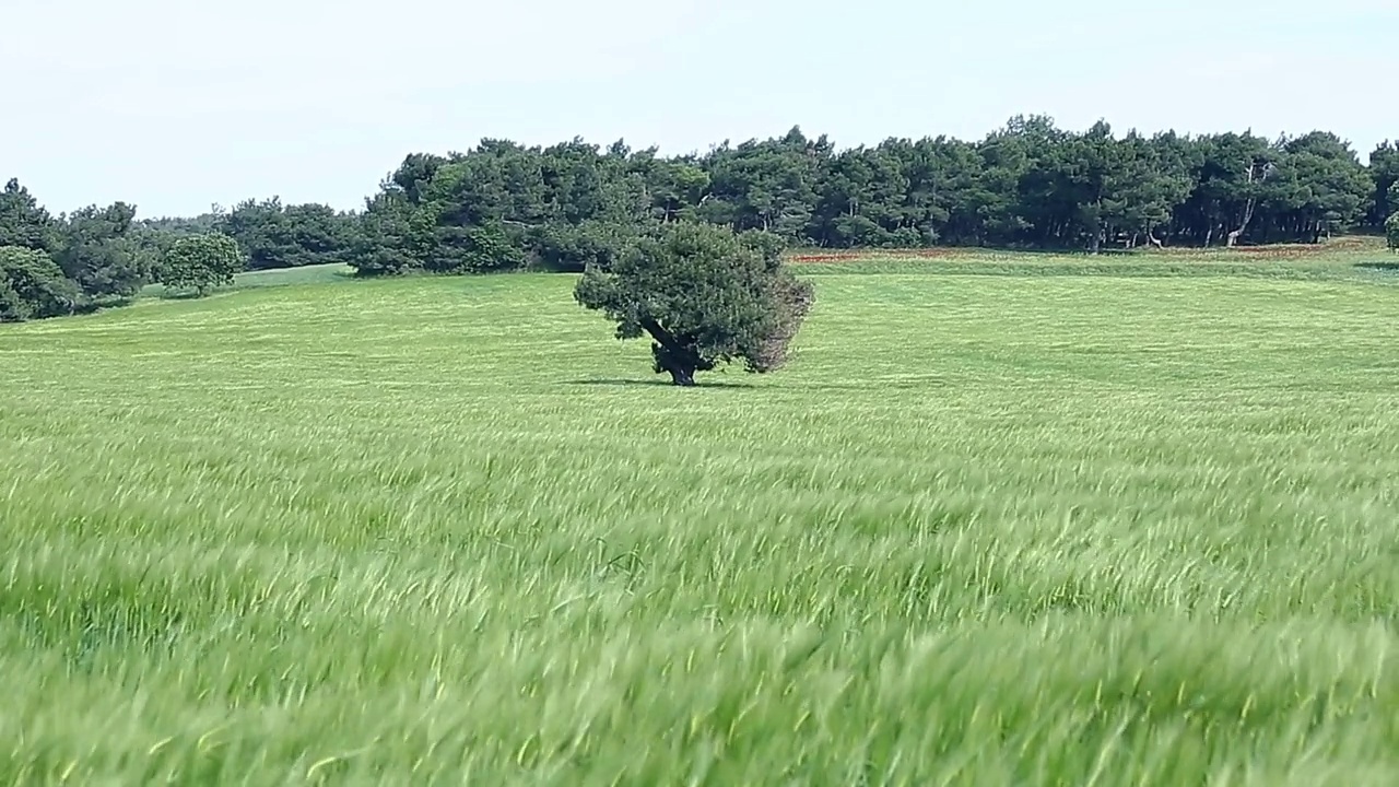 农田里只有一棵树。农村。视频素材