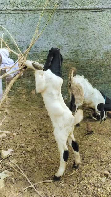 美丽的黑白小山羊爬在植物上觅食和玩耍视频下载