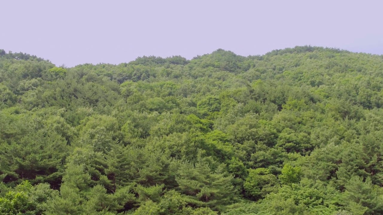 智日山森林/韩国视频素材