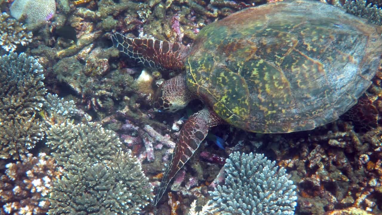 玳瑁海龟在蔚蓝的海水中慢慢游过阳光，试图在珊瑚礁上寻找食物。潜水对野生动物。水下海洋生物野生热带海龟视频素材