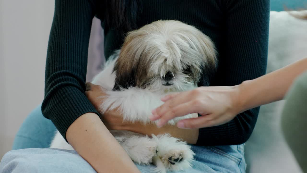 西施有一位女主人的关爱和照顾。和狗狗一起度假让我感到放松和快乐。概念的宠物爱视频素材