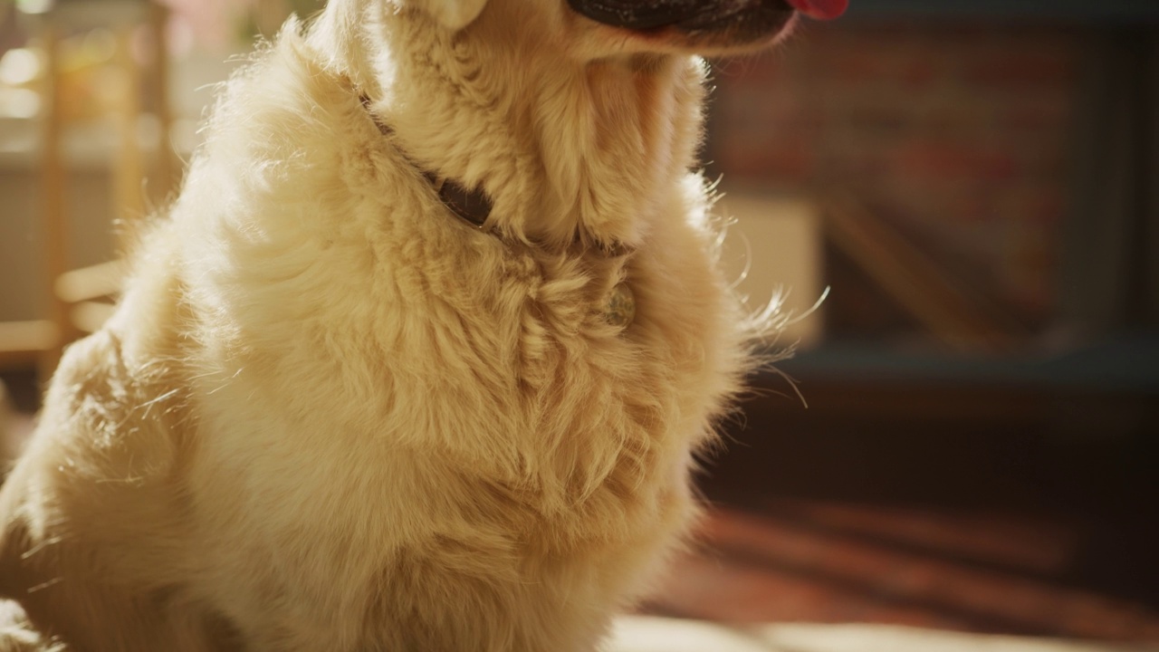 一个英俊的诺贝尔纯种金毛猎犬的肖像看着相机，在家里的阁楼客厅玩得很开心。快乐的小狗-人类最好的朋友。视频素材