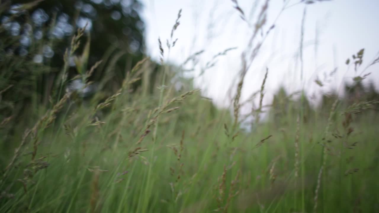 田野里的高草视频素材