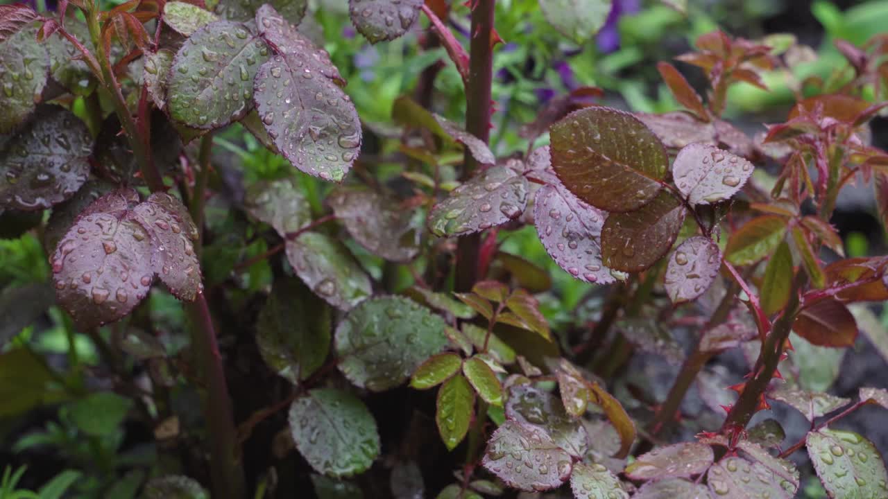 雨滴从花园里的玫瑰花丛的叶子上流下。视频素材