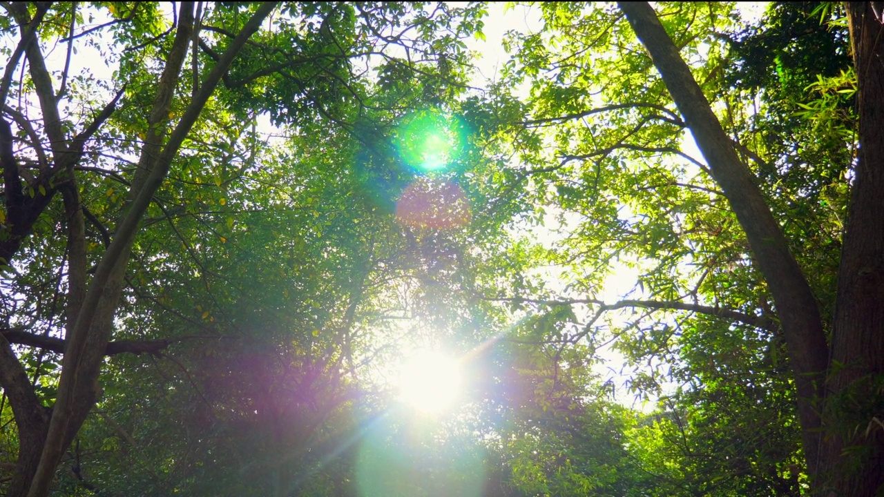 森林里的夏日夕阳。阳光透过郁郁葱葱的绿叶照射进来视频素材