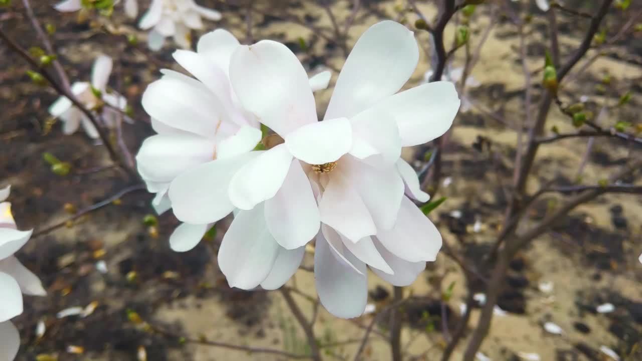 一棵开花的玉兰的树枝在风中摇曳。春天开花的花园视频素材