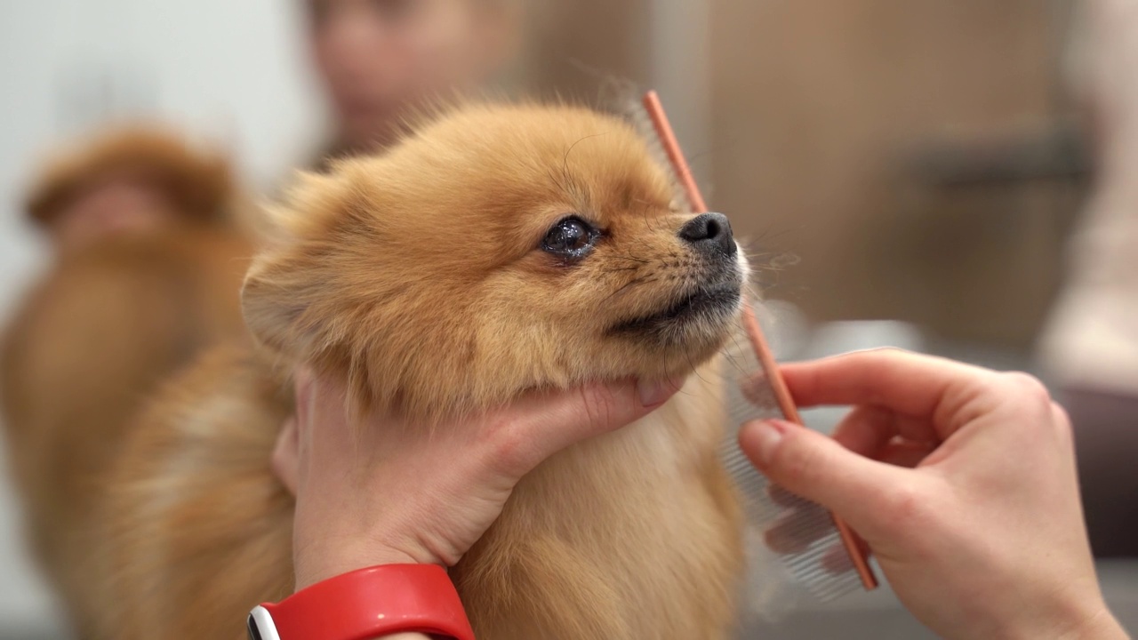 可爱的德国猎犬。狗狗在美容院接受护理。视频素材