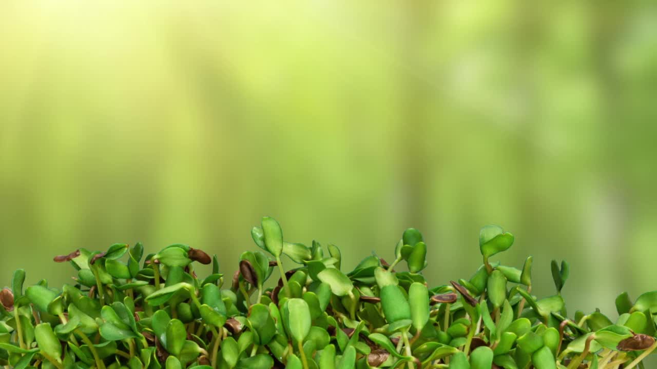 时间间隔。亚麻种子发芽。微绿色植物，在家里种植幼苗。农产品，健康食品。有机食品。视频素材