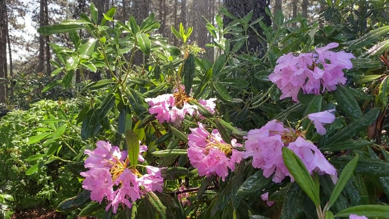 粉红色杜鹃花杜鹃花在夏季雨林下。视频素材