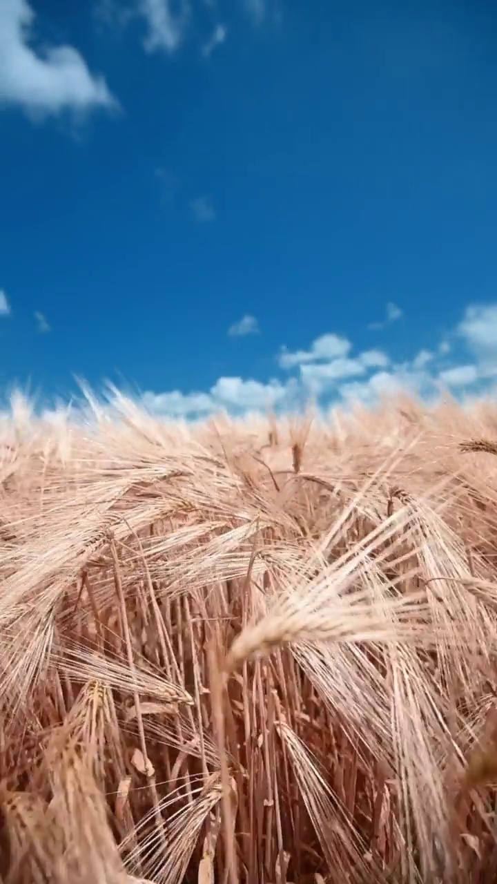 干燥的金黄色小麦在蓝天下随风摇曳视频素材