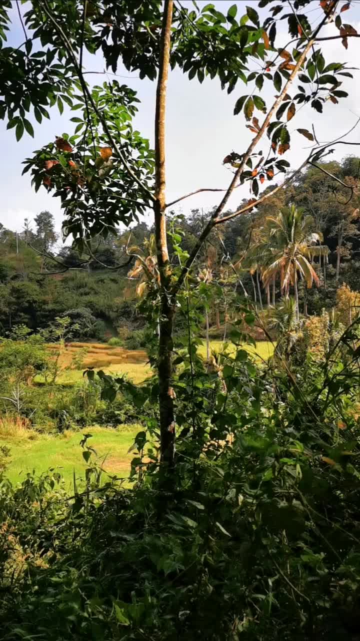 乡间山腰的微风视频素材