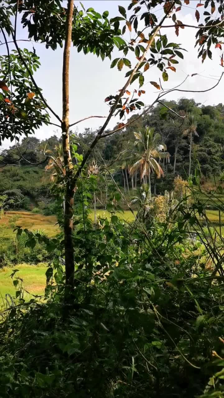 乡间山腰的微风视频素材