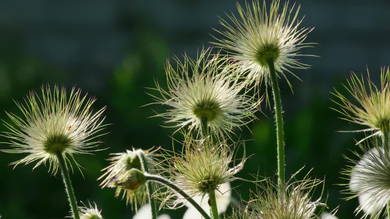 白头翁(pasquflower, cutleaf海葵)是一种开花植物。野花。花视频素材