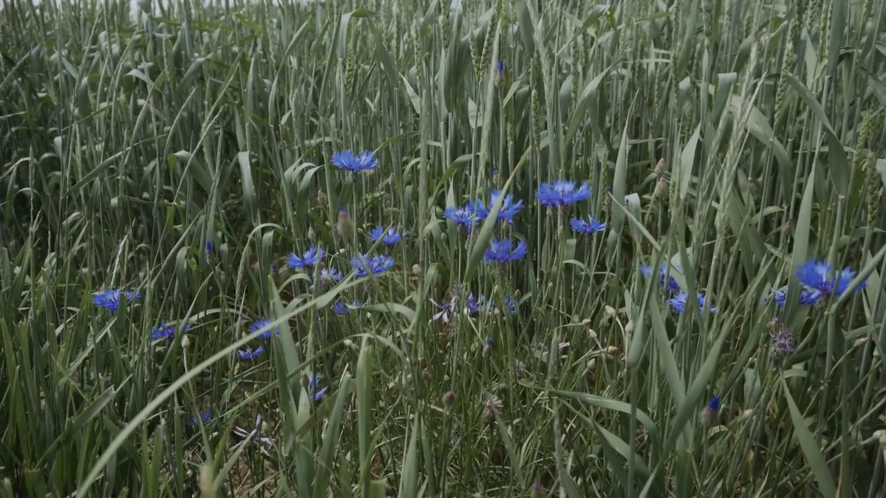 矢车菊带着小穗盛开在田野里。植物在风中摇曳视频素材