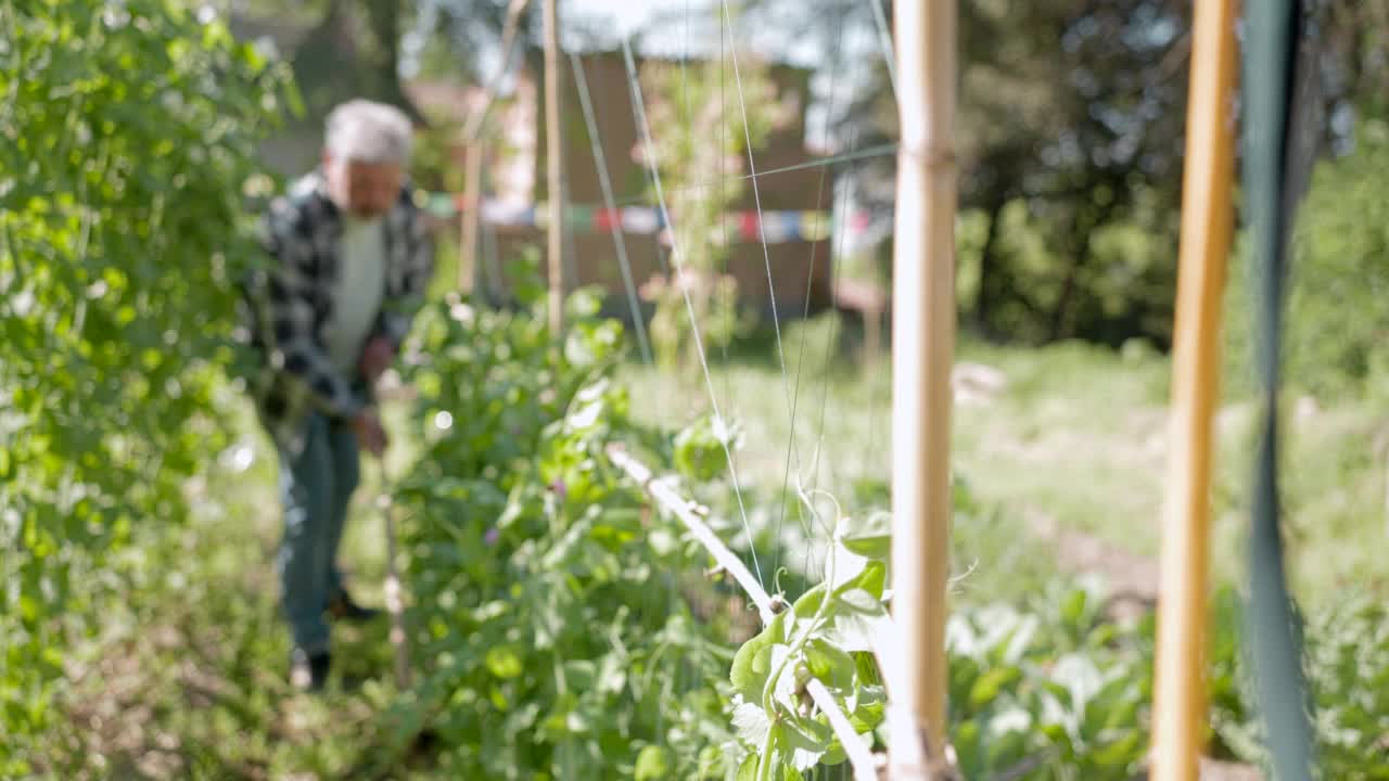 一位老人正在他的菜园里干活。视频素材