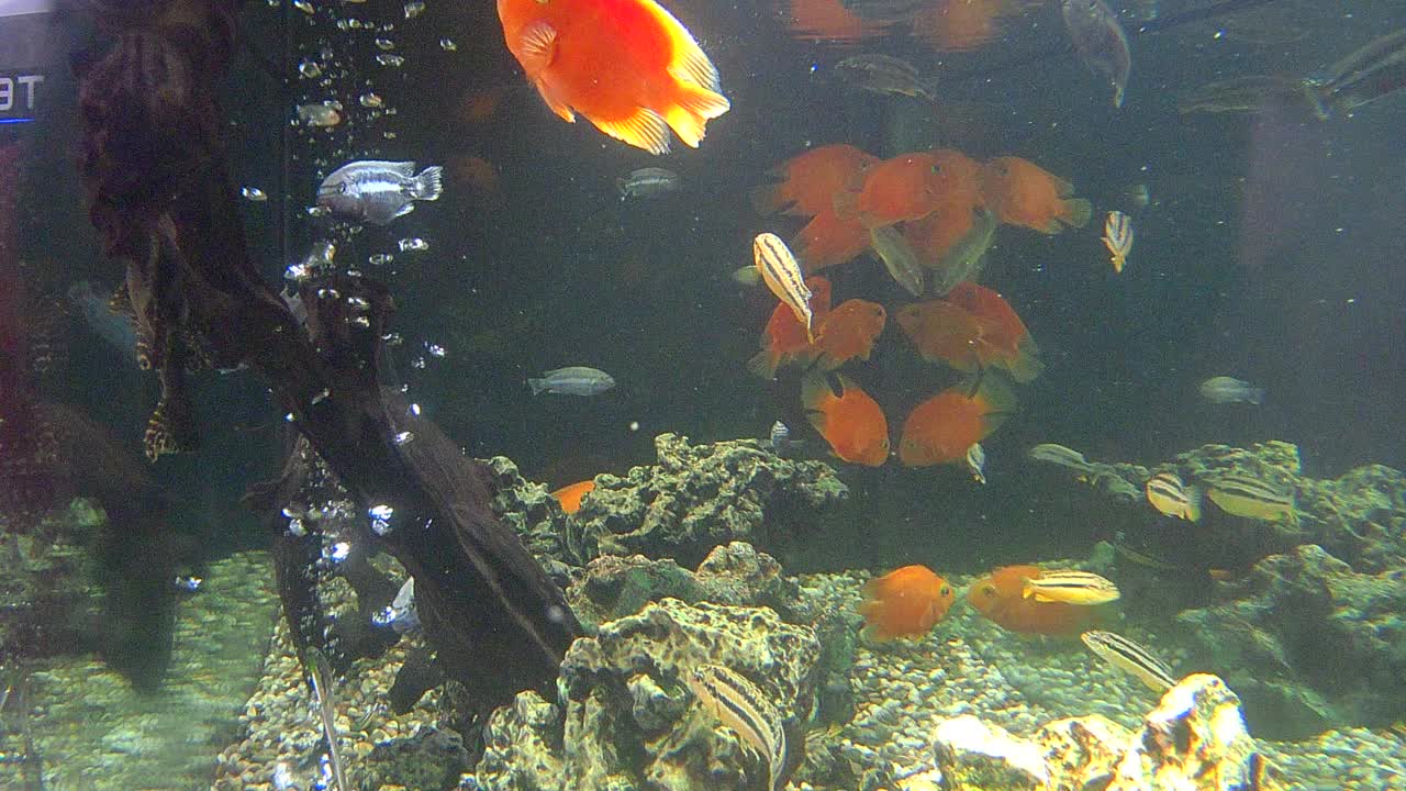 水族馆鱼类视频素材