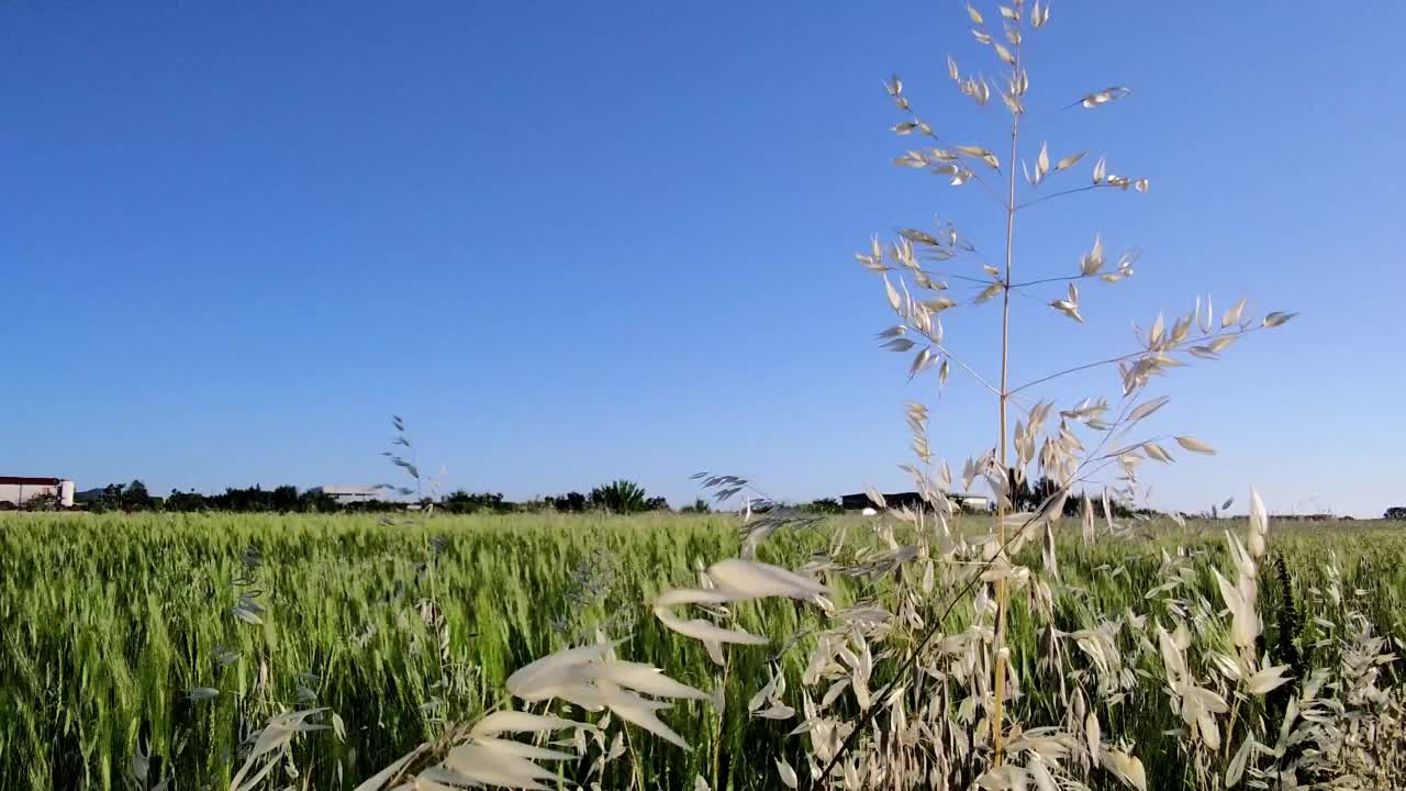 夏天，草地在田野的映衬下摇曳。自然背景。视频素材