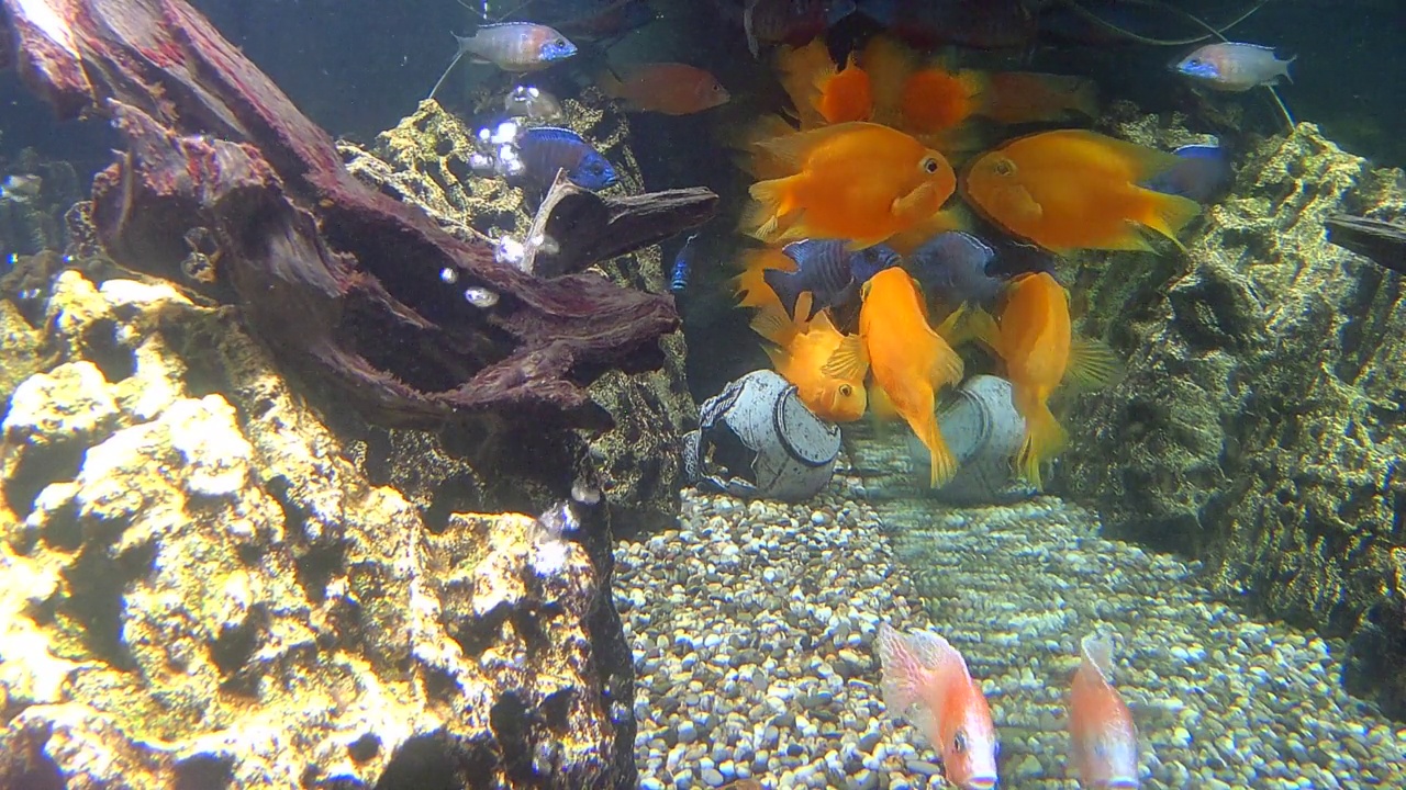 水族馆鱼类视频素材