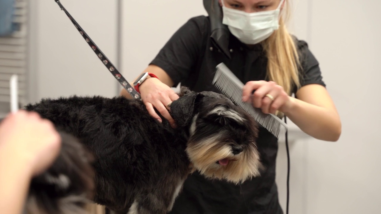 宠物美容沙龙里的迷你雪纳瑞犬视频素材