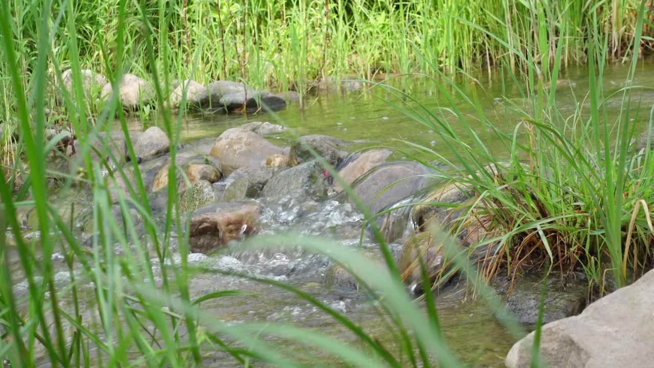 大自然中的小溪和草地视频下载