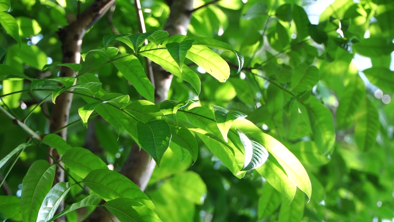 花园中绿叶的特写视频素材