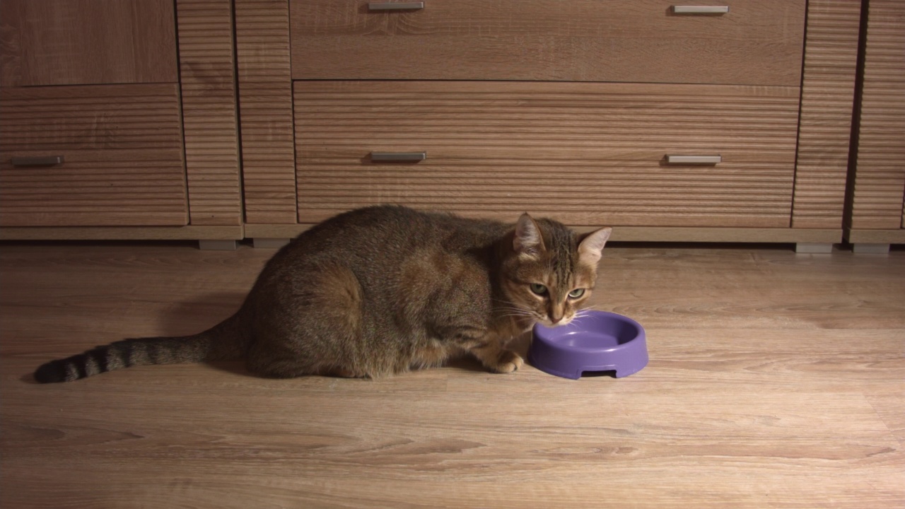 一只姜黄色的猫在家里的木地板上拿着一个碗的特写。视频素材