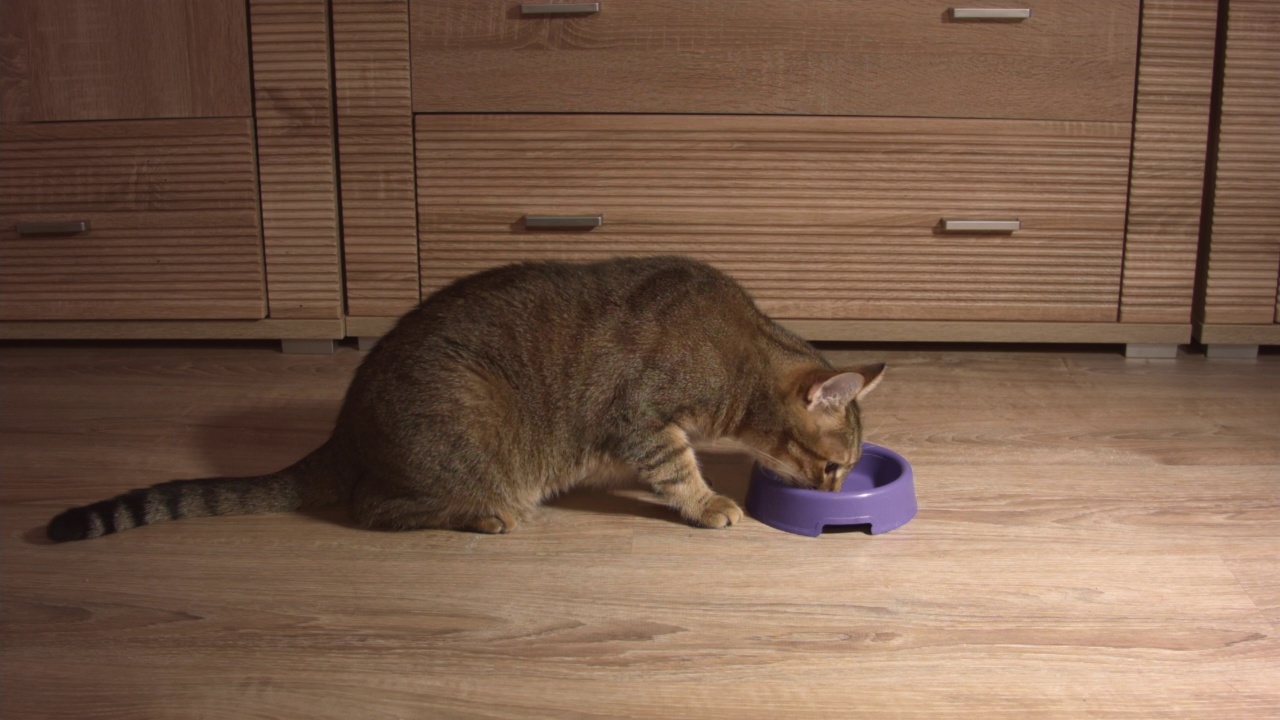 一只姜黄色的猫在家里的木地板上拿着一个碗的特写。视频素材